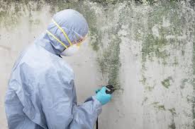 Best Black Mold Removal  in White Hall, IL